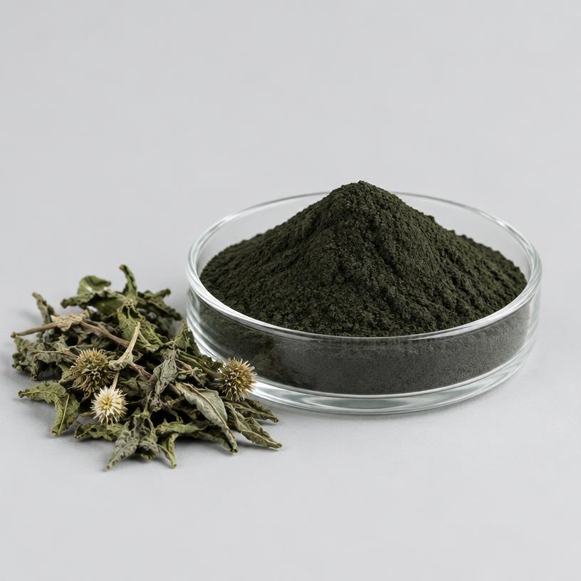 Eclipta Alba Extract — Supplement Grade — studio photograph of fine extract powder, presented as a B2B sourcing category illustration