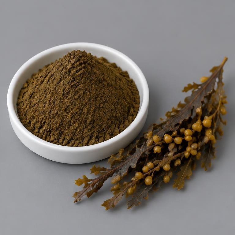 Sargassum Pallidum Extract — studio illustration of format confirmed at quotation for specification-led B2B sourcing review